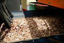 Wood Chips On belt conveyor